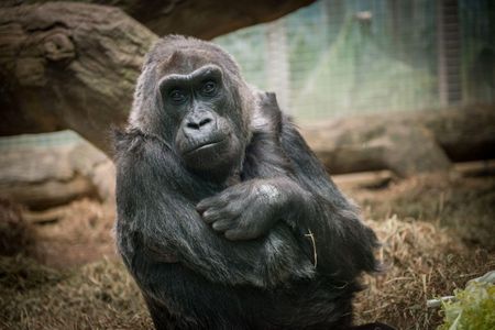 Colo died at age 60 in the zoo where she was so famously born.