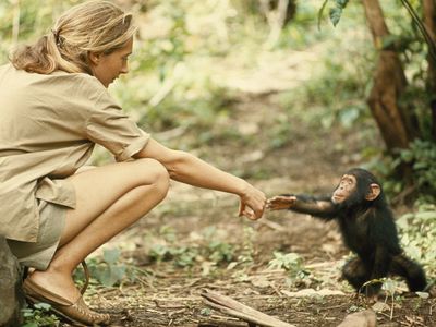 Goodall extends a hand to Flint, a young chimpanzee growing up in Gombe National Park.  (Baron Hugo van Lawick)