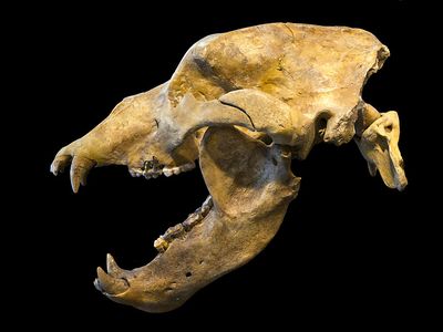 Europe's cave bear population started crashing around 40,000 years ago—roughly the time period when modern humans arrived on the continent