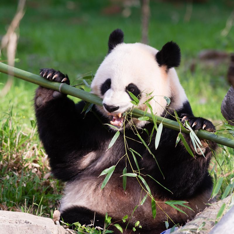 A Primer on the Zoo s Possibly Pregnant Giant Panda Smithsonian 