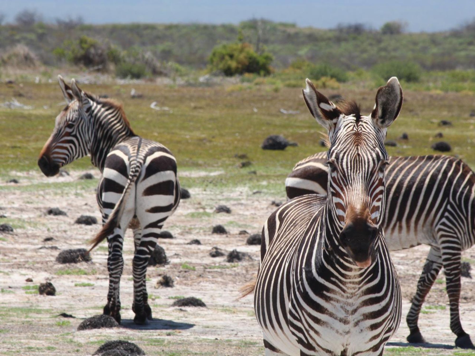 How Stressed Out Are Zebras? Just Ask Their Poop