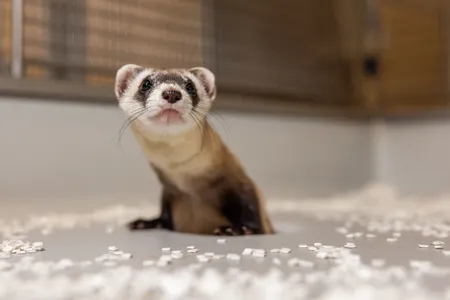 Antonia, one of the new black-footed ferret clones. The first black-footed ferret clone was born in 2020. The two new ferrets are the second and third successful clones.