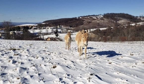 The Smithsonian Conservation Biology Institute's Persian onagers and their foals enjoyed 6 inches of snow in January.