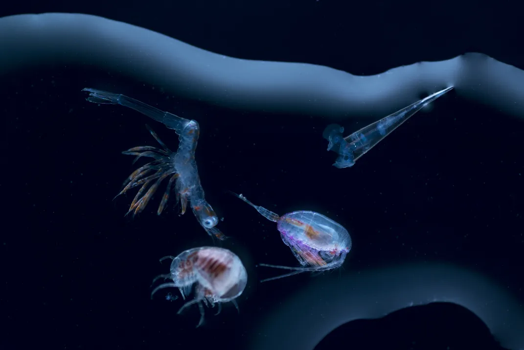 Calanoid, hyperiid amphipod, decapod larva and pteropod