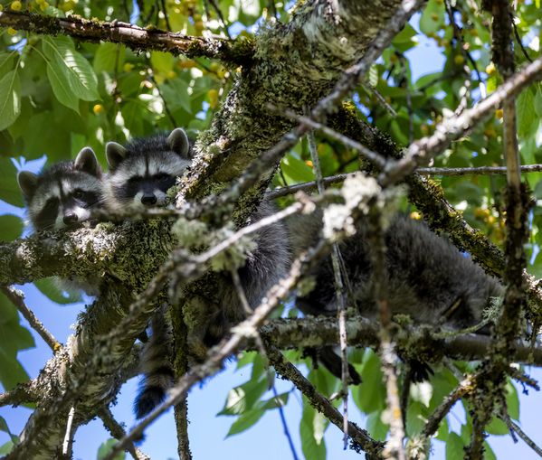 Raccoon Kits in Cherry Tree thumbnail