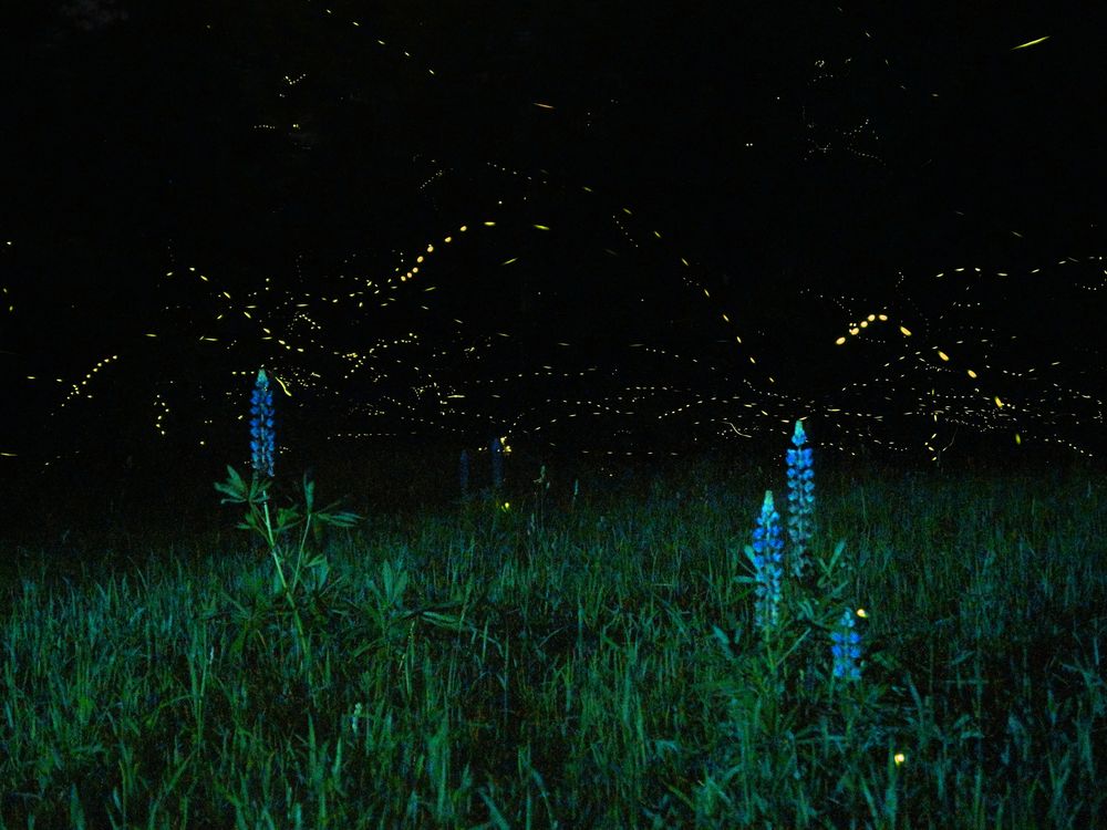 Lupine flowers and fireflies at dusk in a meadow