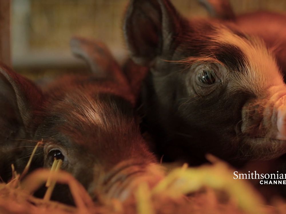 Preview thumbnail for video 'Baby Piglet Struggles to Find Her Mealtime Place