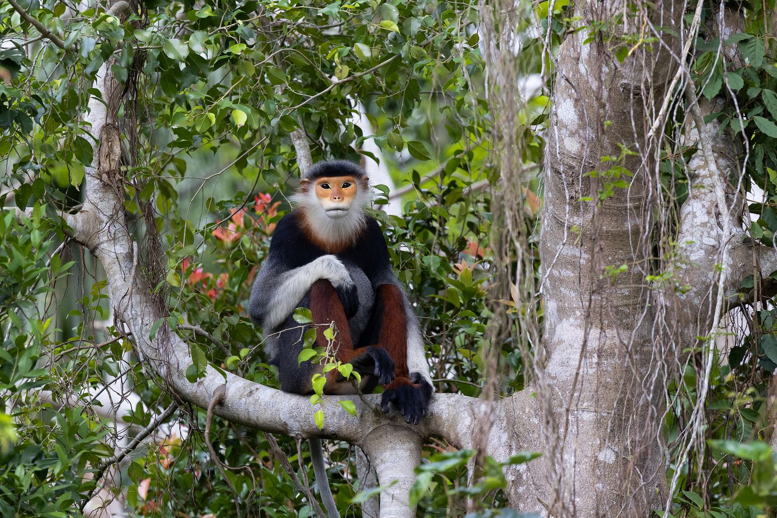Proximity to an urban center has benefits for critically endangered monkeys