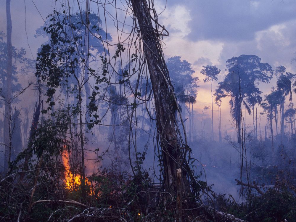 Amazon rainforest burning