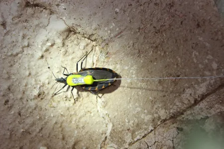 A kissing bug with an attached radio transmitter at a private home in Texas.
