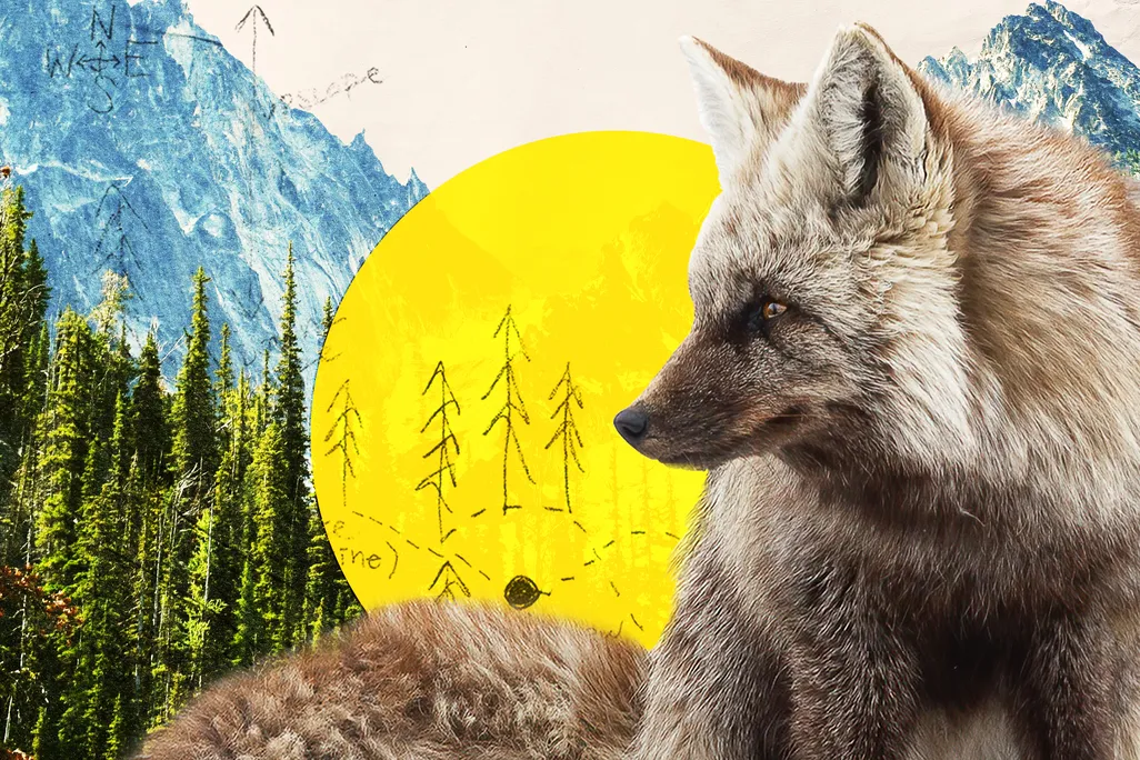 Smithmag-Podcast-S04-Ep25-Foxes-article.jpg
