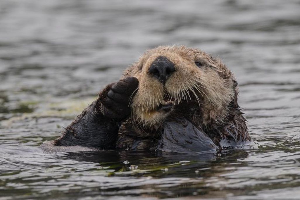 otter2_img_8565l_trinawood_1-769x504.jpg
