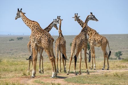 Giraffes are just as astonishing on the inside as they are to look at. Standing up to 19 feet tall, they require enormously high blood pressure to pump blood up to the head, yet they suffer few, if any, of the consequences that people with high blood pressure would.