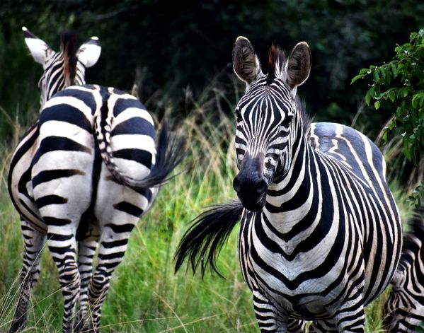 Zebras in Akagera thumbnail