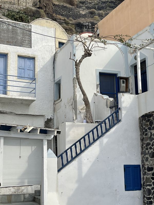 Tree in Santorini thumbnail