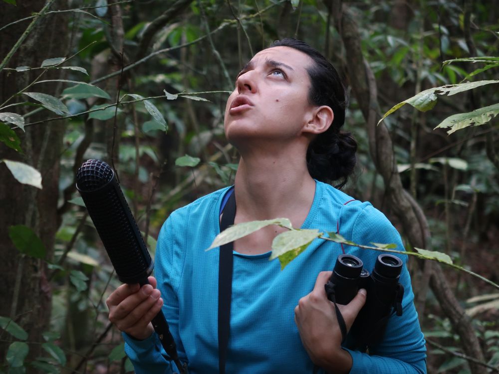 Because her research group knows a bird's age based on its song, a tropical soap opera unfolds as ornithology graduate student Laura Gómez records interactions between antshrikes in Panama.