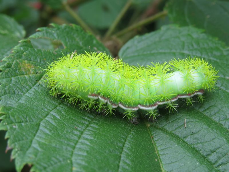 Io moth caterpillar | Smithsonian Photo Contest | Smithsonian Magazine