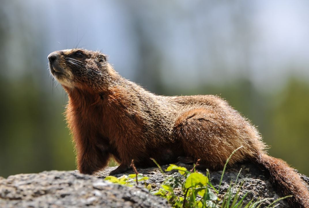 Yellow-bellied Marmot | Smithsonian Photo Contest | Smithsonian Magazine