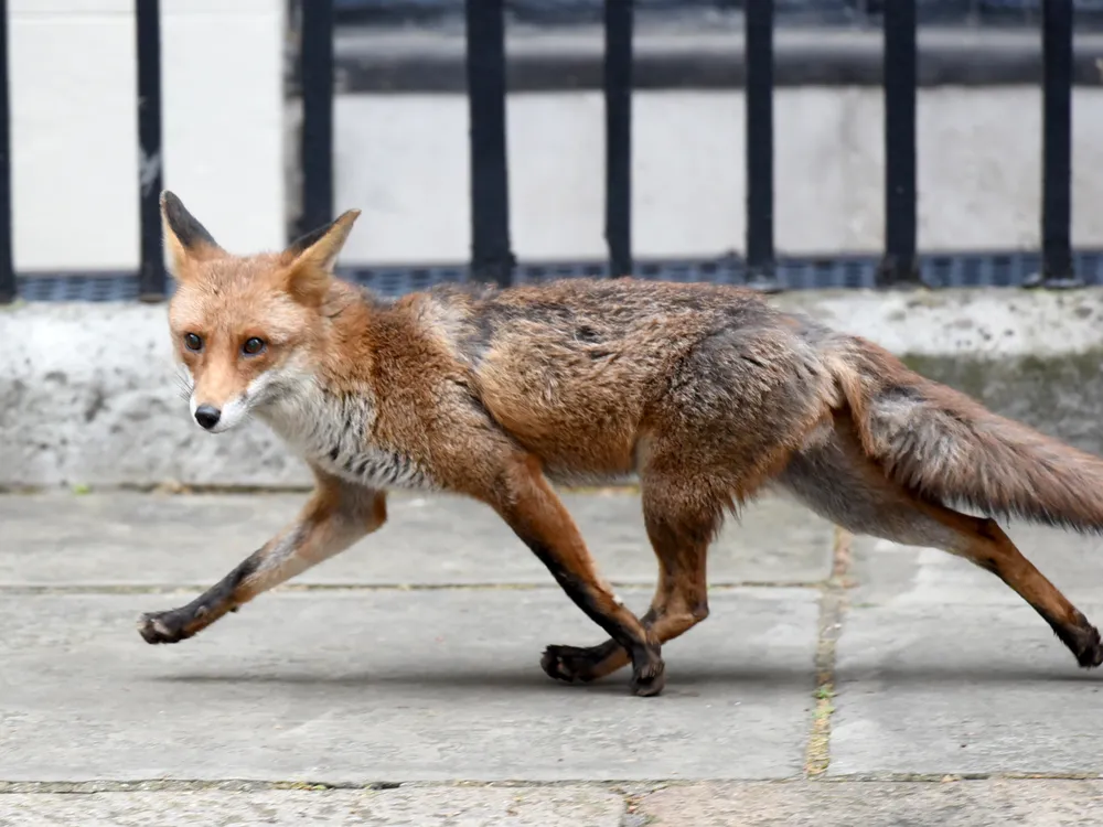 A fox is seen in Downing Street in central London, United Kingdom