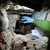 Medieval Crowns and Scepters Discovered Hidden Inside the Walls of a Crypt Beneath a Lithuanian Cathedral icon