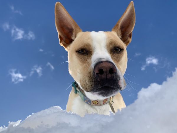 Dog from a Snow Hole thumbnail