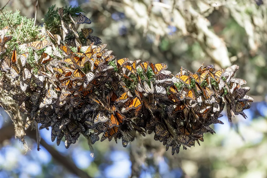 Monarchs cluster together on a tree