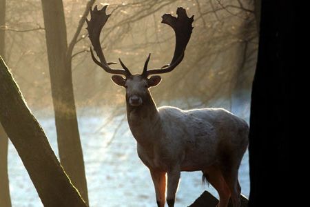 A fallow deer with its impressive but unevenly formed antler looks straight into the light of the setting sun.