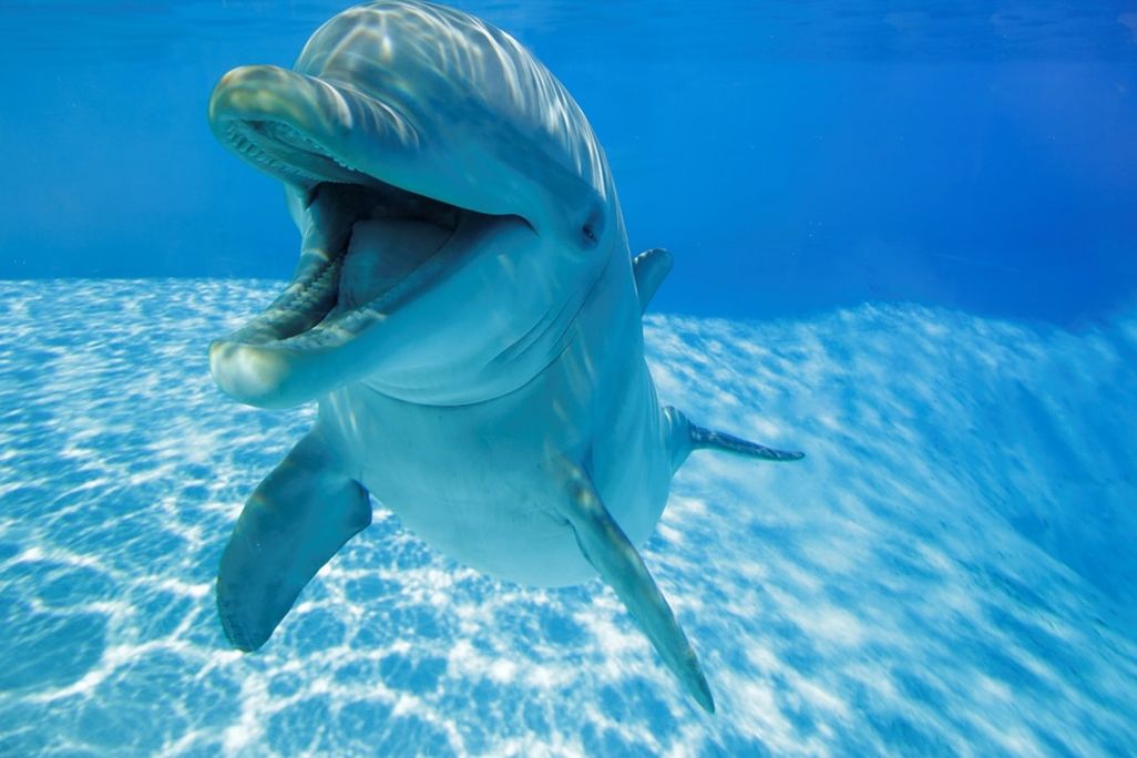 Underwater view of dolphin with its mouth open