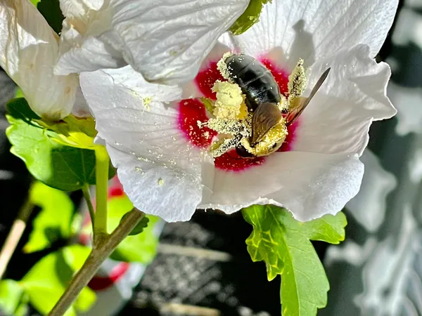 Carpenter bee pollinating hibiscus flower thumbnail