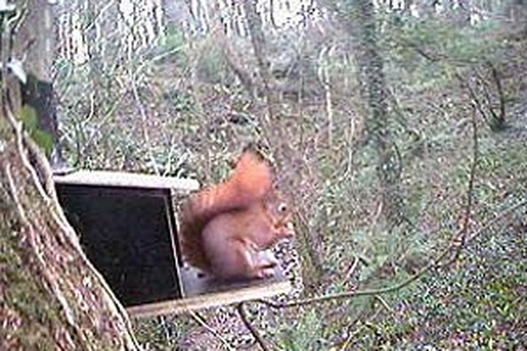 20110520090001red_squirrel.jpg
