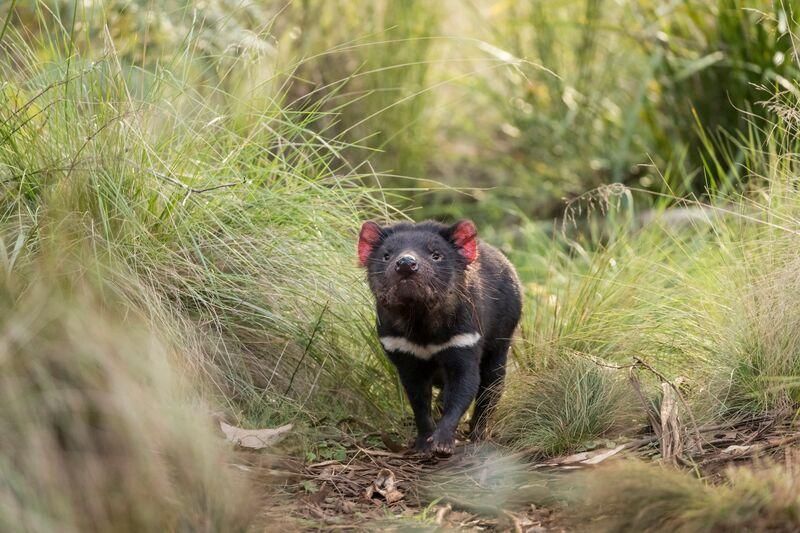 Faial sende synd Tasmanian Devils Born on Mainland Australia Offer Hope for a Species at  Risk of Extinction | Smart News | Smithsonian Magazine