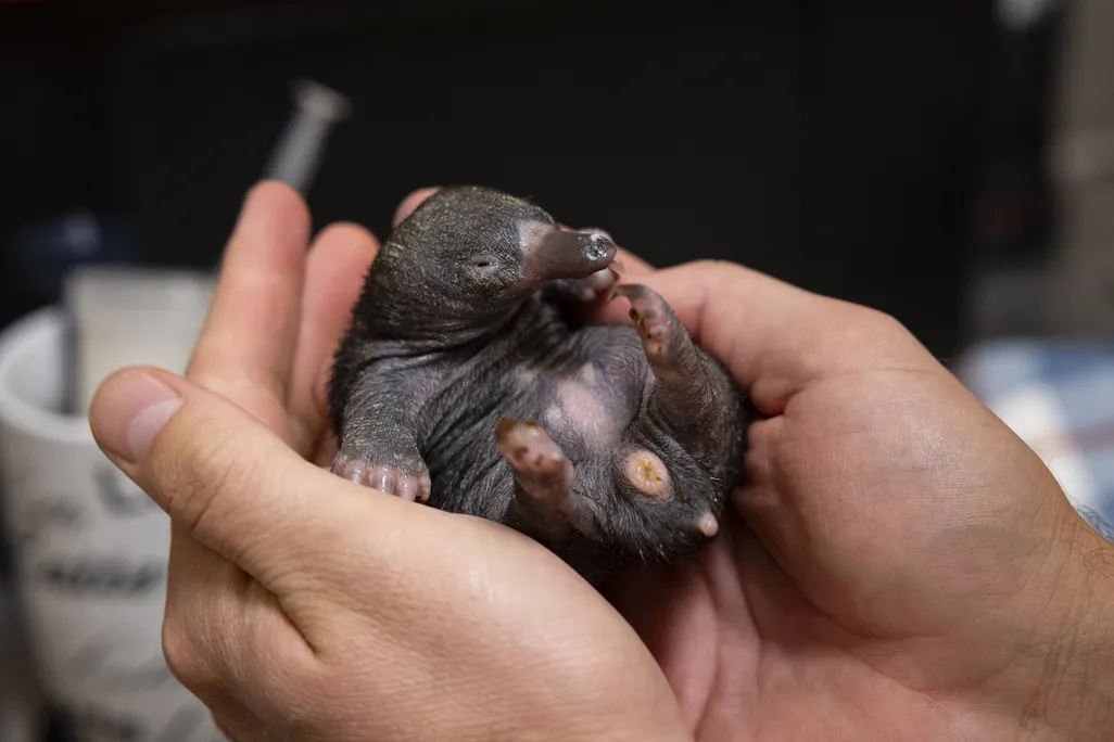 A tiny echidna baby in the palms of a person's hands