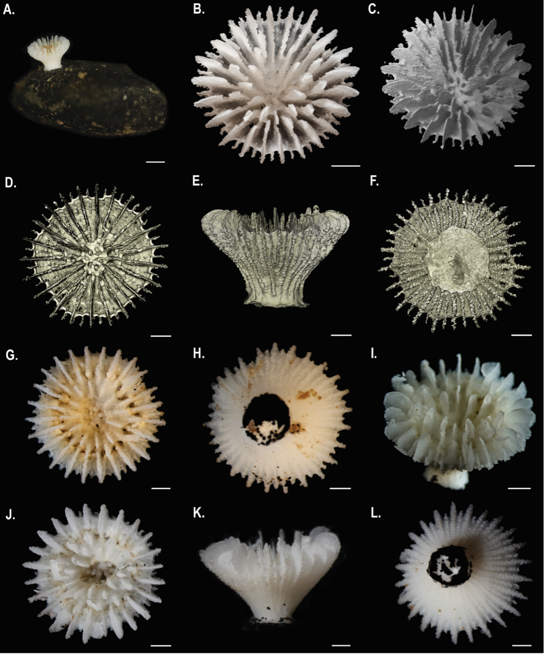 images of corals