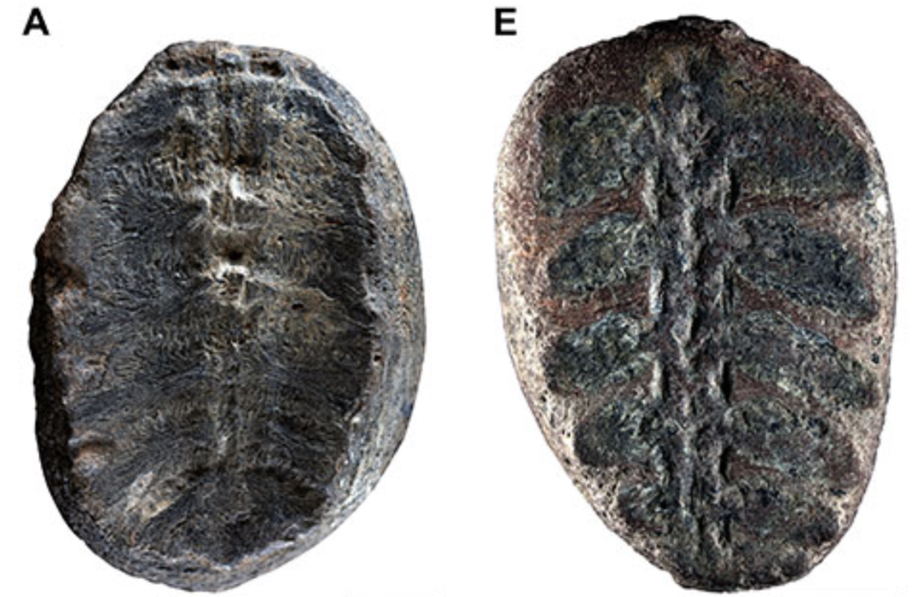 two grey ovals that show a central vertical bone-like line with structures branching out to the sides