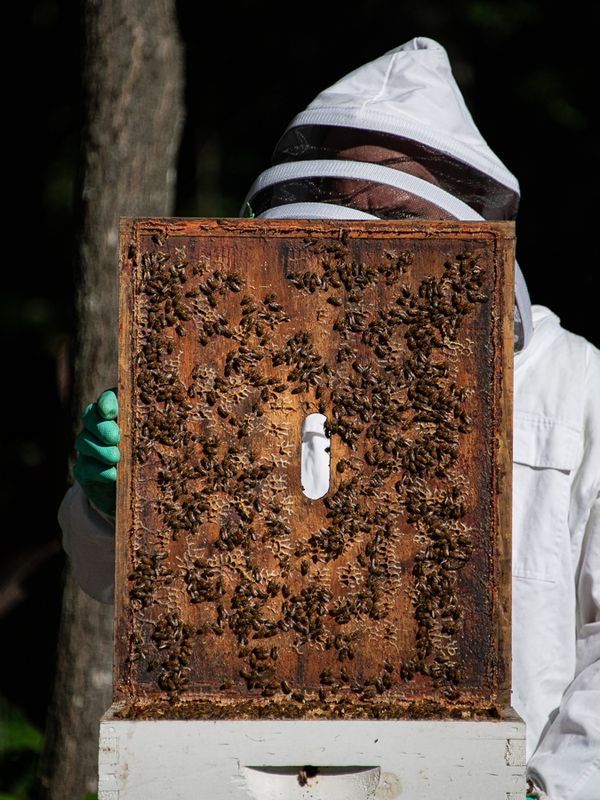 Bee Keeper of Upper Michigan thumbnail