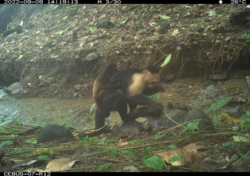 A carrier capuchin uses stone tools while carrying a howler on its back.