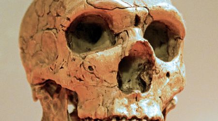 Neanderthals’ successful adaptation to climate change may have contributed to their extinction by leading to more interactions with humans.