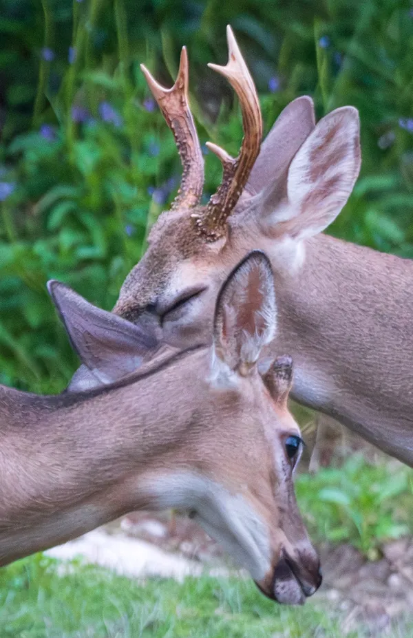 Key Deer buck keeping a close eye on a younger deer. thumbnail