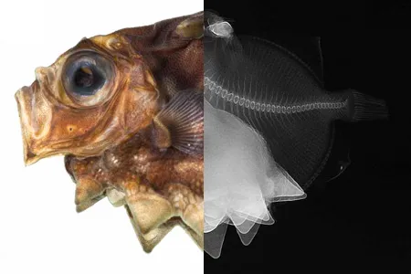 The scientific name of the ox-eyed oreo is Oreosoma atlanticum. Oreosoma, meaning "mountain body," refers to the peaks protruding from the fish's underbelly.