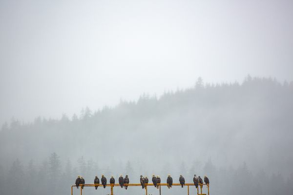 A line of fledging eagles on a pole thumbnail