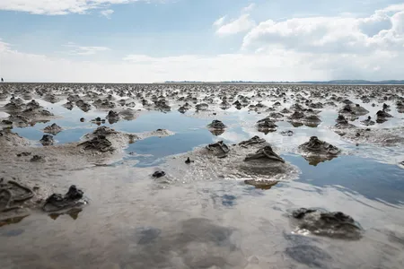 Lugworm "casts" on a beach.