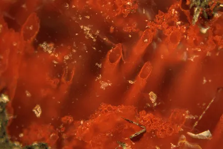 These tiny filament-like fossils could be the oldest evidence of life on Earth. 