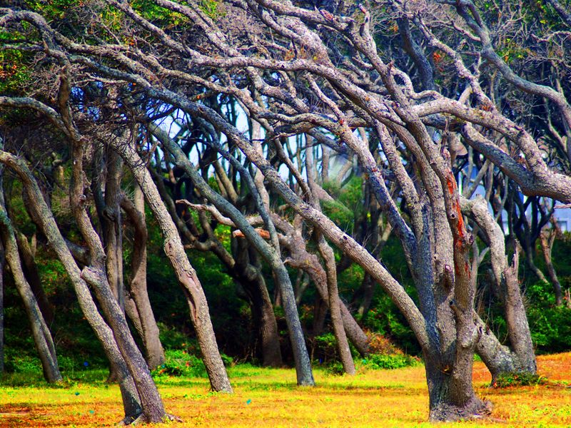 Trees that have been bent by the sun and wind over time. Located in Ft