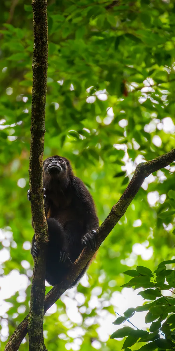 Howler Monkey in the Costa Rican Canopy thumbnail