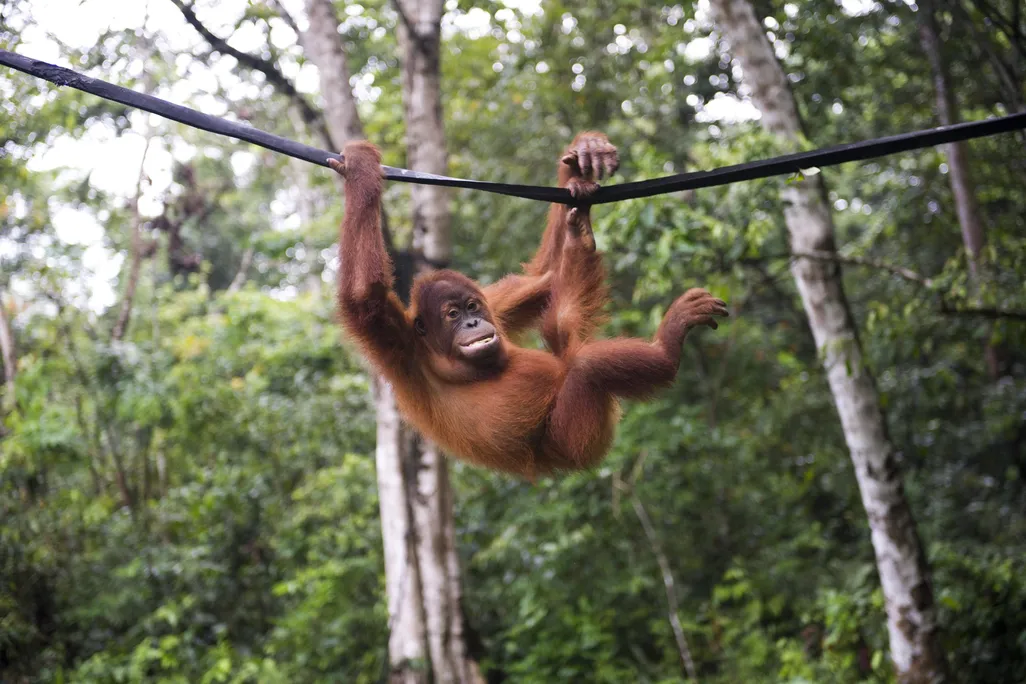 Orangutan