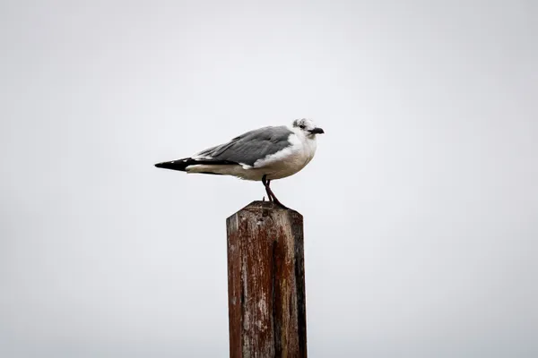 Seagull in Overcast Light thumbnail