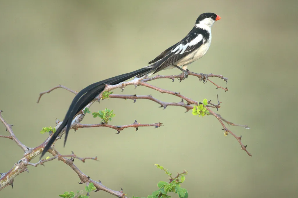 Pin-tailed Whydah