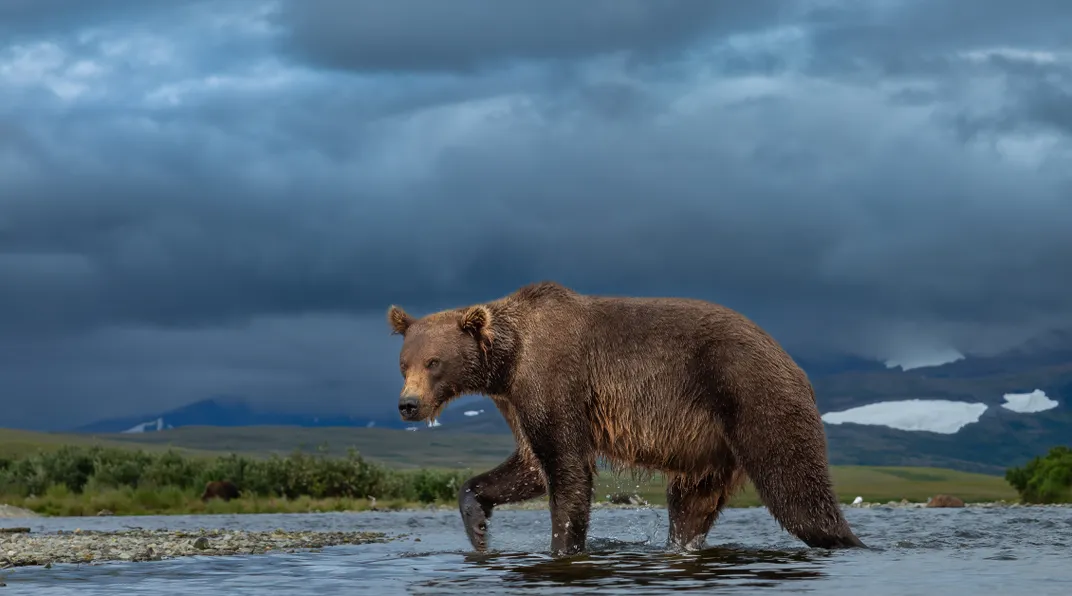 A brown bear patrols a creek in Katmai National Park.