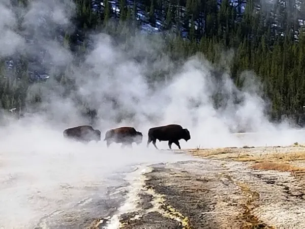 Bison in Yellowstone National Park thumbnail