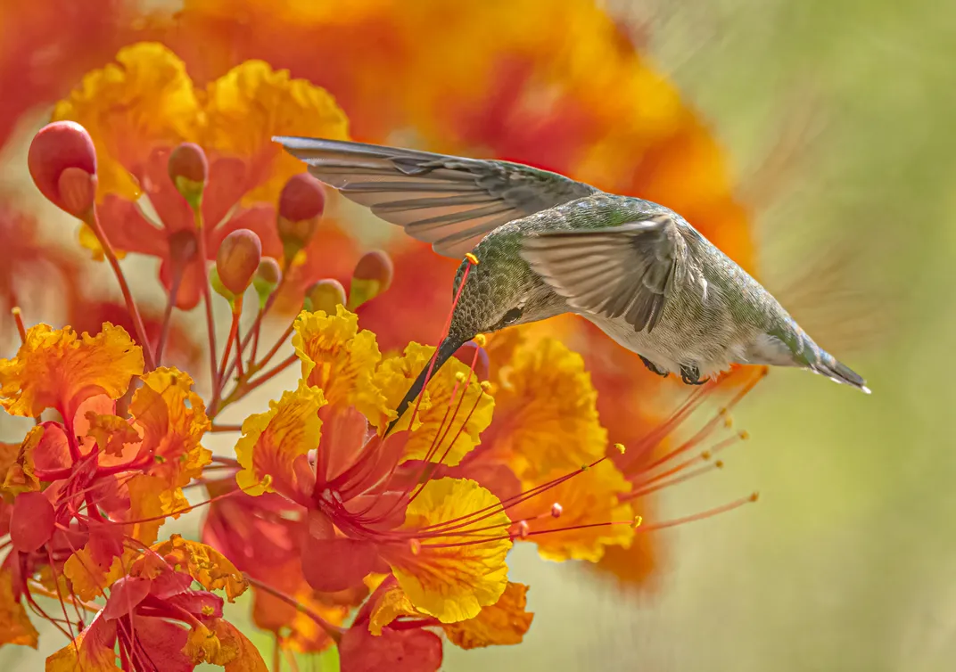 A green and brown female Costa’s Hummingbird, wings still and extended forward, hovers in the middle of the frame as it uses its long beak to feed from bright orange flowers that are in focus in the forefront and blurry in the background